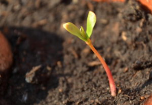 Einfach mal ’nen Apfelbaum pflanzen…