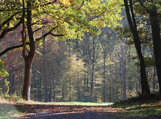 Wald
