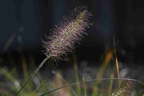 Gras Garten Der Stille Herbst 2020 Wl (3)