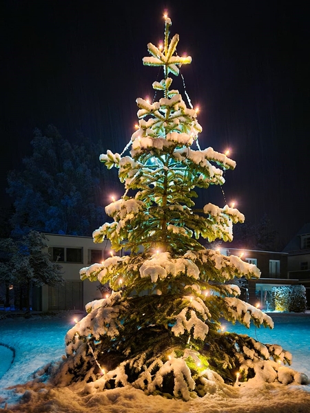 Winter Schnee Tannenbaum 2020 Ta