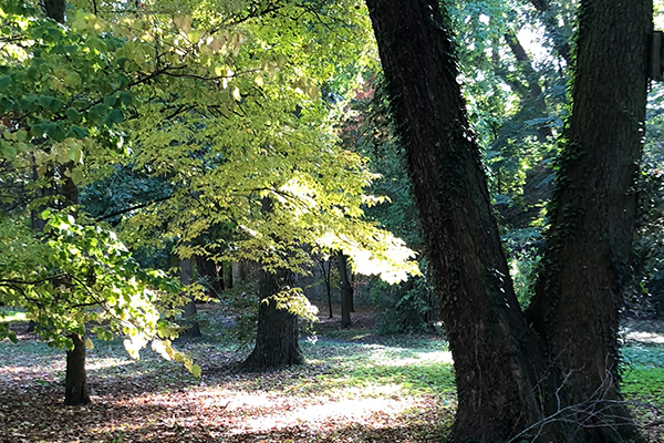 Wald Stille600x400