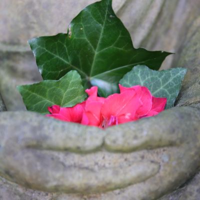 BuddhaHände Blume IMG 7002 EF (13) 400x400