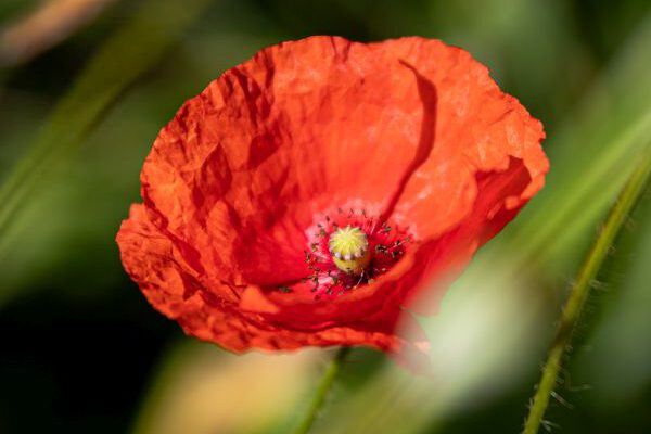 Mohnblume 600x450 Mohnblume 600x450