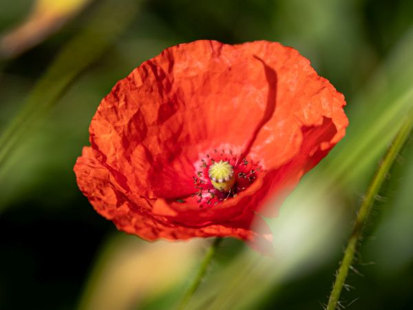 Mohnblume 600x450