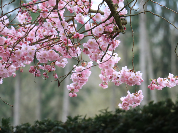 Kirschblüte 600x450