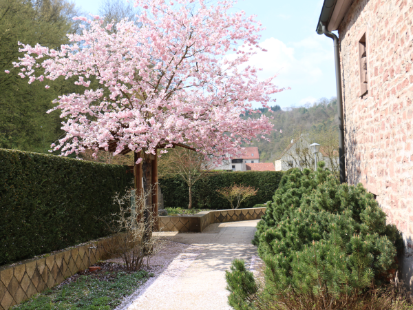 Jap Garten Kirschbaum 600x450