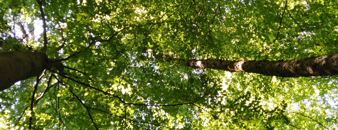 Waldbaden Baumkronen 1140x438