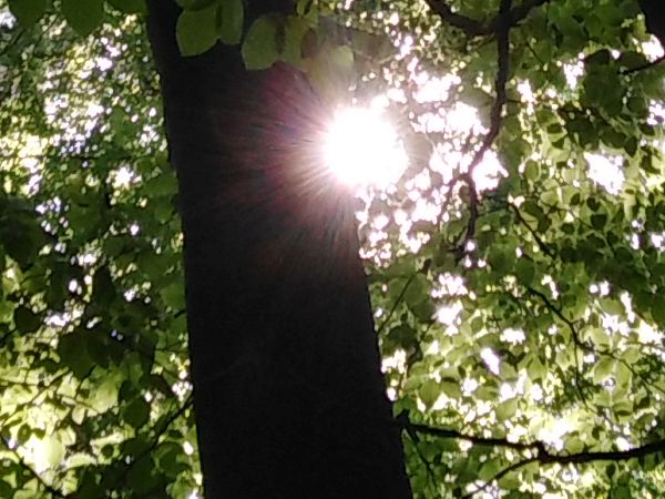 Waldbaden Sonne2 600x450 Waldbaden Sonne2 600x450
