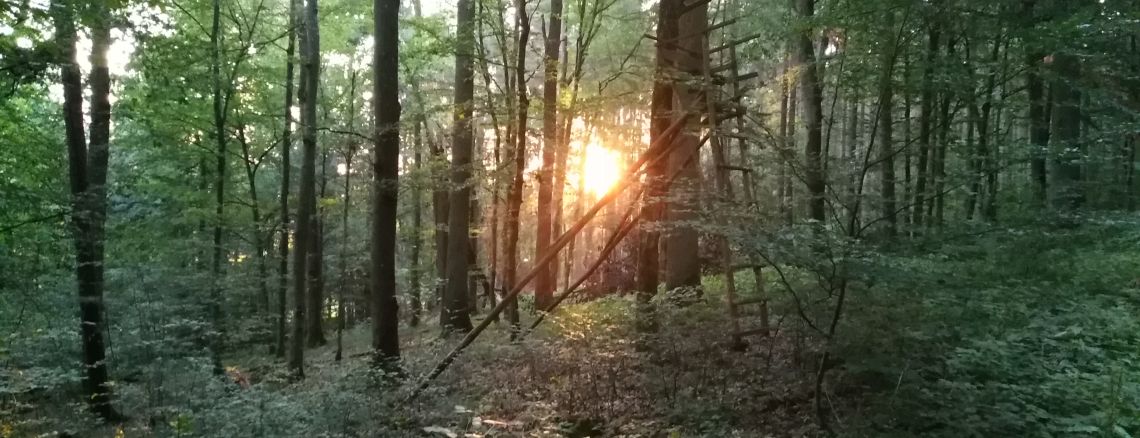 Waldbaden Sonne 1140x438