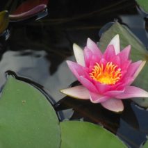 Kurse Seerose SilkeMay 600x450 Kurse Seerose SilkeMay 600x450