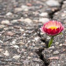 Spiritueller Impuls von Fernand Braun, Mitglied der spirituellen Leitung am Benediktushof