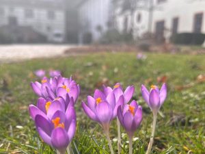 Unsere aktuelle Kurse im Frühjahr – Zen, Kontemplation, Meditation und Achtsamkeit