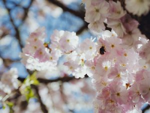 Unsere aktuelle Kurse im Frühjahr – Zen, Kontemplation, Meditation und Achtsamkeit