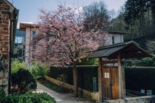 ZEN Garten-1