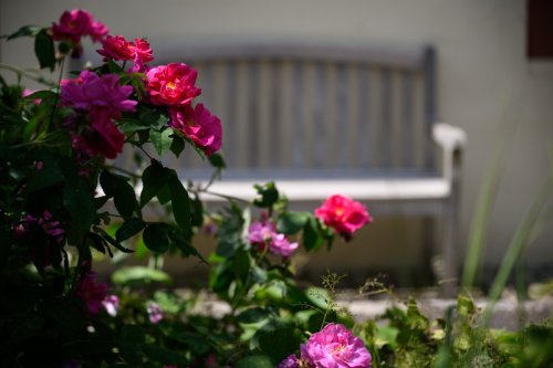 Hof Garten (9)